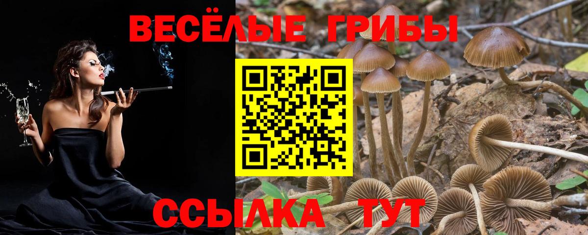 Галлюциногенные грибы Psilocybe Ульяновск